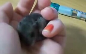 Cutest Tiny Baby Mouse Yawning - Animals - VIDEOTIME.COM