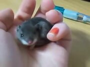 Cutest Tiny Baby Mouse Yawning