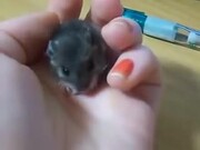 Cutest Tiny Baby Mouse Yawning