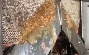 Machine Extracting Pure Honey - Tech - VIDEOTIME.COM