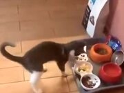 When The Cat Is Too Happy To Touch The Food