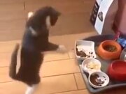When The Cat Is Too Happy To Touch The Food
