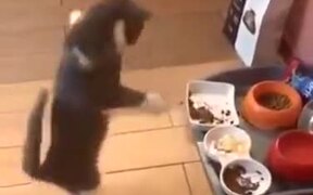 When The Cat Is Too Happy To Touch The Food - Animals - VIDEOTIME.COM