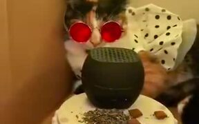 Hip Hop Cats With Disco Box - Animals - VIDEOTIME.COM