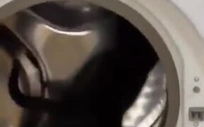 Cat Using A Washing Machine As A Running Wheel - Animals - VIDEOTIME.COM