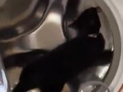 Cat Using A Washing Machine As A Running Wheel
