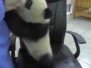 Panda Babies Require A Lot Of Love