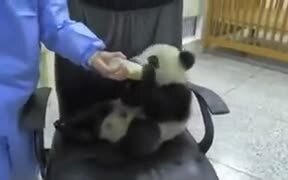 Panda Babies Require A Lot Of Love - Animals - VIDEOTIME.COM