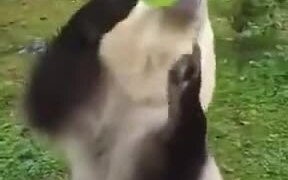 Bear Loves Soft Soda Drink - Animals - VIDEOTIME.COM