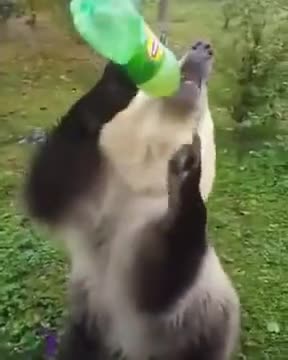 Bear Loves Soft Soda Drink