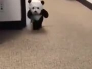Who Wants To See A Panda Dog?