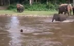 Baby Elephant Trying To Save Drowning Human - Animals - VIDEOTIME.COM