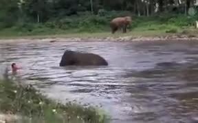 Baby Elephant Trying To Save Drowning Human - Animals - Videotime.com