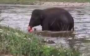 Baby Elephant Trying To Save Drowning Human