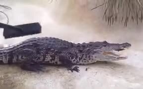 How To Pet A Crocodile - Animals - VIDEOTIME.COM