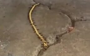 Ants Smuggling A Gold Chain - Animals - VIDEOTIME.COM