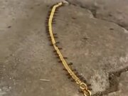 Ants Smuggling A Gold Chain