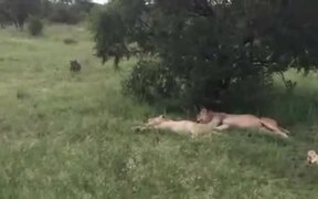 Funny Wild Boar Scared 4 Lions! - Animals - VIDEOTIME.COM