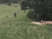 Funny Wild Boar Scared 4 Lions!
