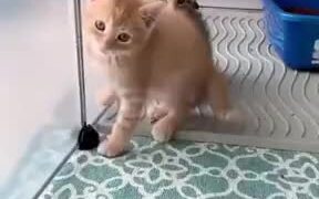 Innocent Kittens Starting To Play - Animals - VIDEOTIME.COM