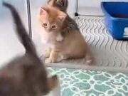 Innocent Kittens Starting To Play
