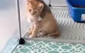 Innocent Kittens Starting To Play - Animals - VIDEOTIME.COM