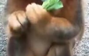 A Good Langur Eating Veggies - Animals - VIDEOTIME.COM