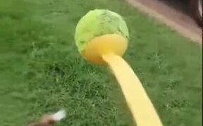 Not Every Dog Is After A Ball - Animals - VIDEOTIME.COM