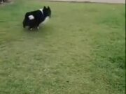 Not Every Dog Is After A Ball