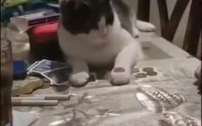 Human Teaching Cat To Flip A Coin - Animals - VIDEOTIME.COM
