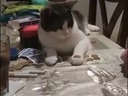 Human Teaching Cat To Flip A Coin