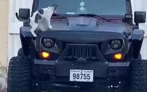 Sometimes Cats Are Stupid As Hell - Animals - VIDEOTIME.COM