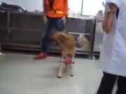 Dog Too Happy To Get Prosthetic Legs