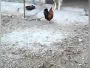 Chicken VS Dog Fight
