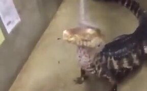 A Unique Pet Reptile Enjoying A Bath - Animals - VIDEOTIME.COM