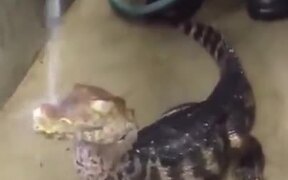 A Unique Pet Reptile Enjoying A Bath - Animals - VIDEOTIME.COM