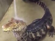 A Unique Pet Reptile Enjoying A Bath