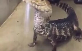 A Unique Pet Reptile Enjoying A Bath