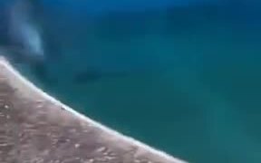 Dolphin Dog Run - Animals - VIDEOTIME.COM