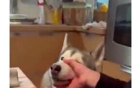 A Reason To Love Huskies - Animals - VIDEOTIME.COM