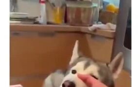 A Reason To Love Huskies - Animals - VIDEOTIME.COM