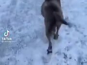 When A Dog Learns Happy Ramp Walk