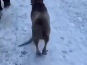 When A Dog Learns Happy Ramp Walk