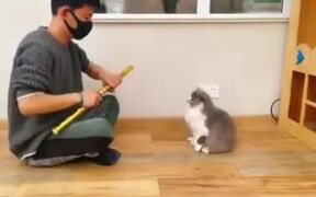Cat With Intense Acting Skill - Animals - VIDEOTIME.COM