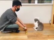 Cat With Intense Acting Skill