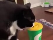 Cat Doing A Paper Cup Flip
