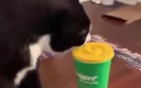 Cat Doing A Paper Cup Flip - Animals - VIDEOTIME.COM