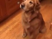 Golden Retriever Loves Its Teeth Brushed