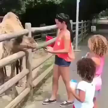 Camel Doesn't Like Duckface Pose