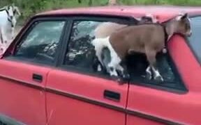 Mountain Goats Practicing Balance On A Car - Animals - VIDEOTIME.COM